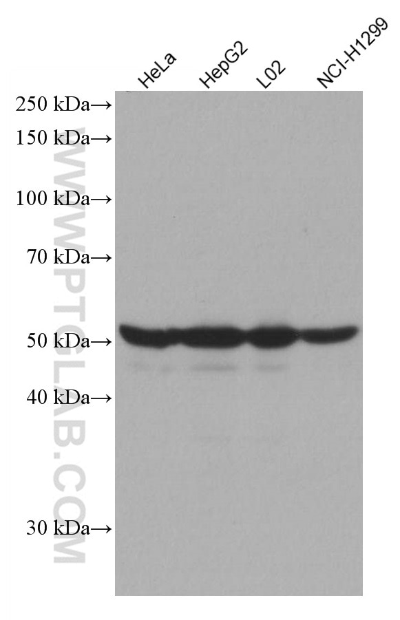 Western Blot (WB) analysis of various lysates using EPHX1 Monoclonal antibody (66982-1-Ig)