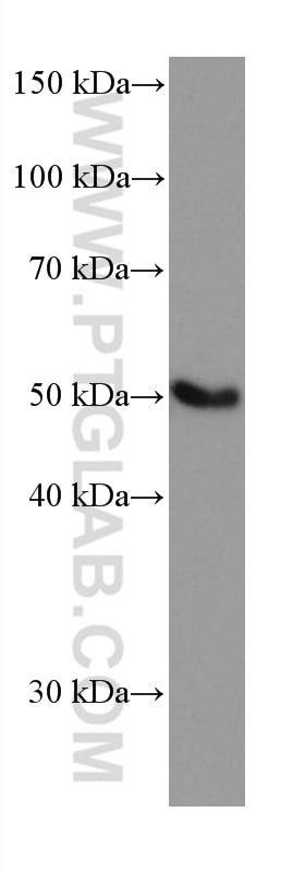 Western Blot (WB) analysis of A549 cells using EPHX1 Monoclonal antibody (66982-1-Ig)