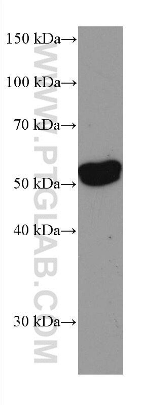 Western Blot (WB) analysis of 4T1 cells using EPHX1 Monoclonal antibody (66982-1-Ig)