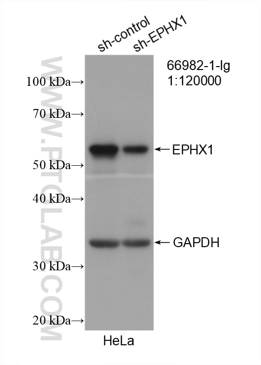 Western Blot (WB) analysis of HeLa cells using EPHX1 Monoclonal antibody (66982-1-Ig)