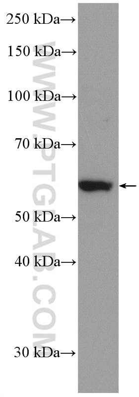 WB analysis of HEK-293 using 10833-1-AP