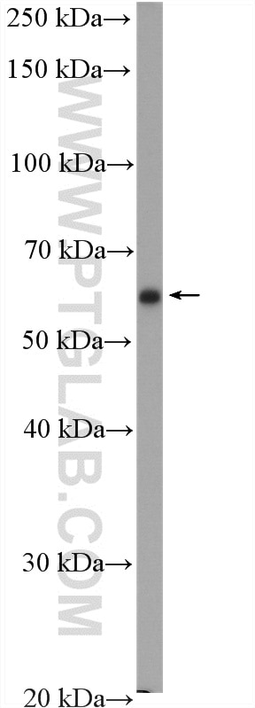 WB analysis of rat cerebellum using 10833-1-AP