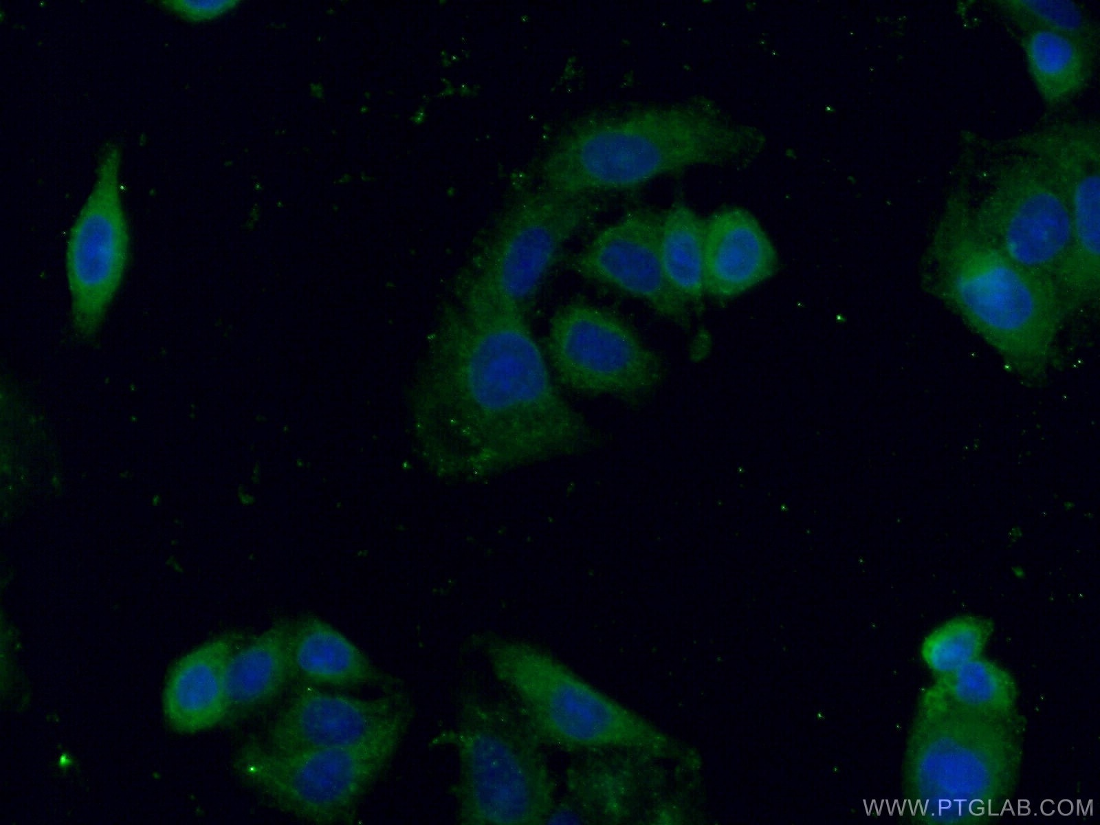Immunofluorescence (IF) / fluorescent staining of A549 cells using EPHX3 Polyclonal antibody (25608-1-AP)