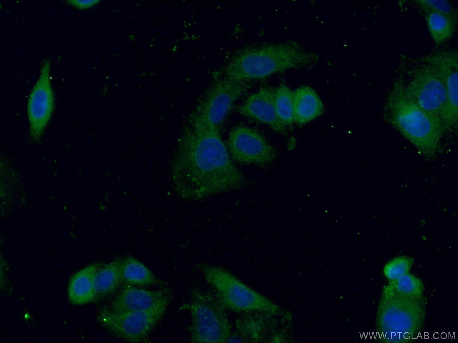 IF Staining of A549 using 25608-1-AP