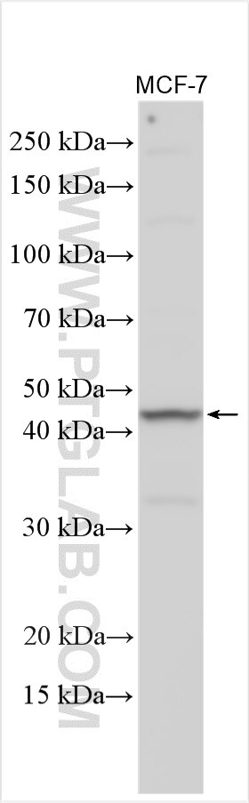 Western Blot (WB) analysis of various lysates using EPHX4 Polyclonal antibody (25565-1-AP)
