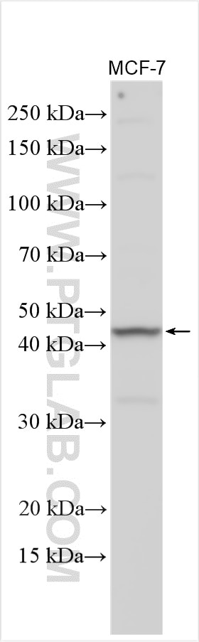 WB analysis using 25565-1-AP