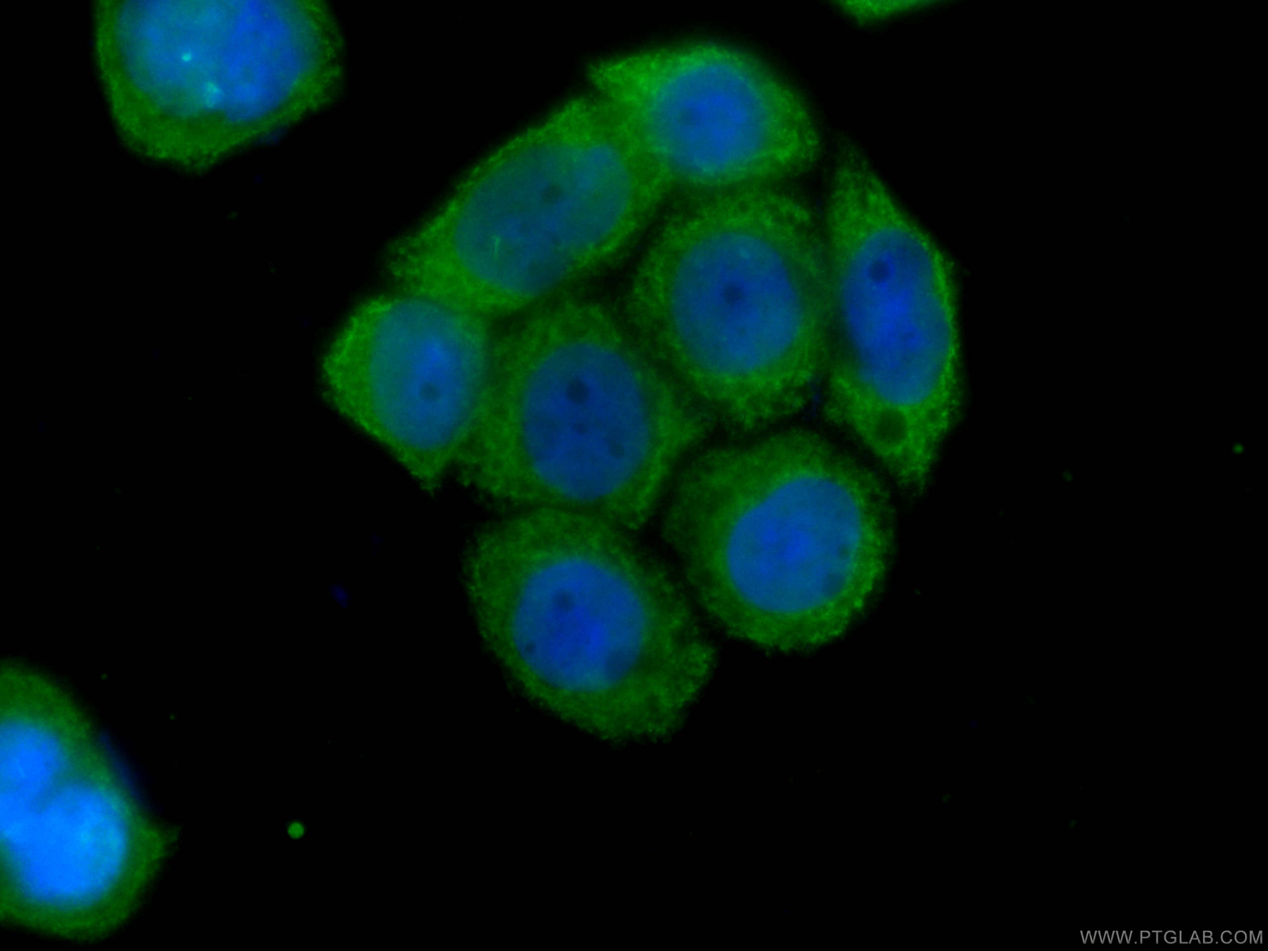 Immunofluorescence (IF) / fluorescent staining of HeLa cells using CoraLite® Plus 488-conjugated EPLIN Monoclonal ant (CL488-66071)