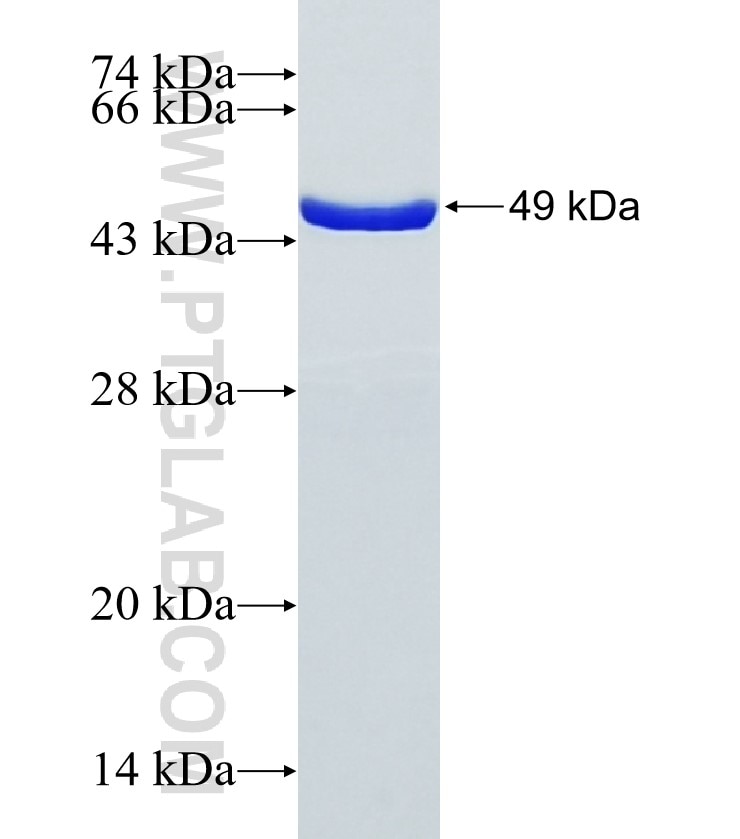 EPN3 fusion protein Ag34351 SDS-PAGE EPN3 fusion protein Ag34351 SDS-PAGE