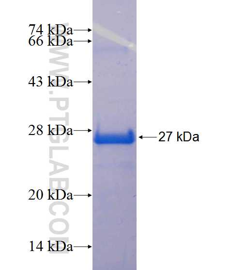 EPN3 fusion protein Ag14021 SDS-PAGE