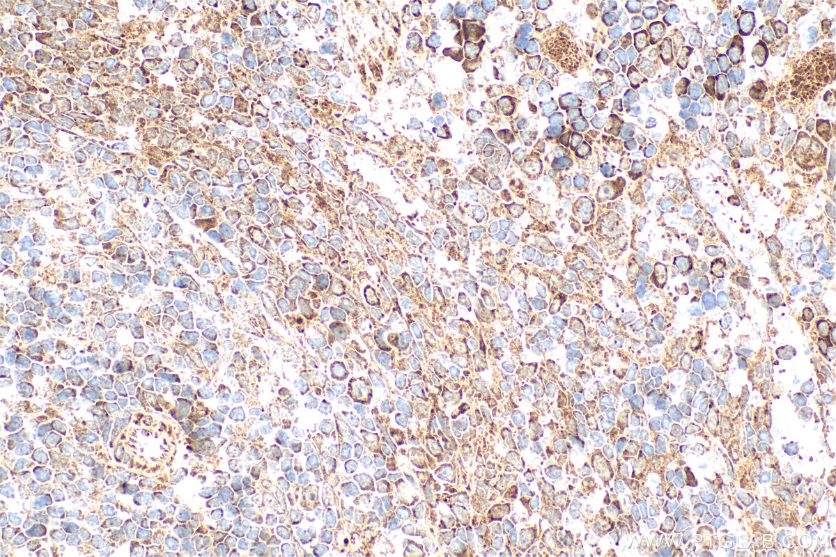 Immunohistochemistry (IHC) staining of rat spleen tissue using EPO/Erythropoietin Polyclonal antibody (17908-1-AP)