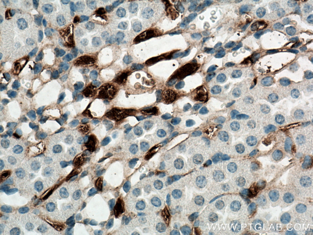 Immunohistochemistry (IHC) staining of mouse kidney tissue using EPO Monoclonal antibody (66975-1-Ig)