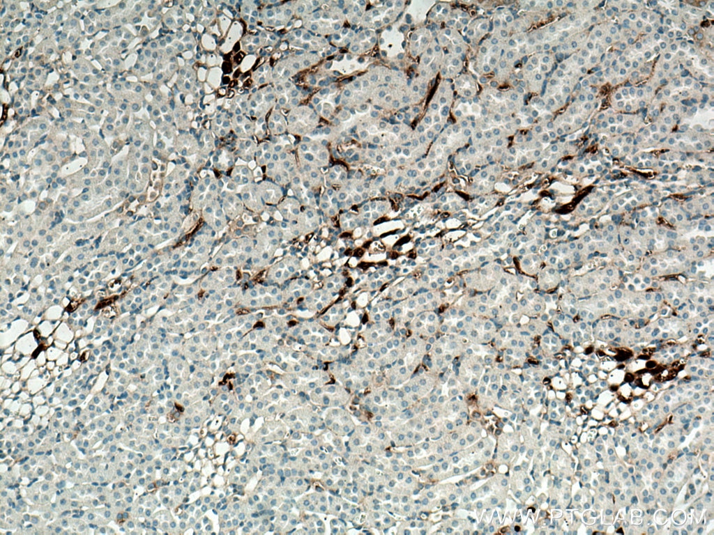 Immunohistochemistry (IHC) staining of mouse kidney tissue using EPO Monoclonal antibody (66975-1-Ig)