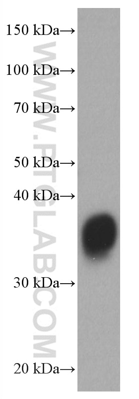 Western Blot (WB) analysis of Recombinant protein using EPO Monoclonal antibody (66975-1-Ig)