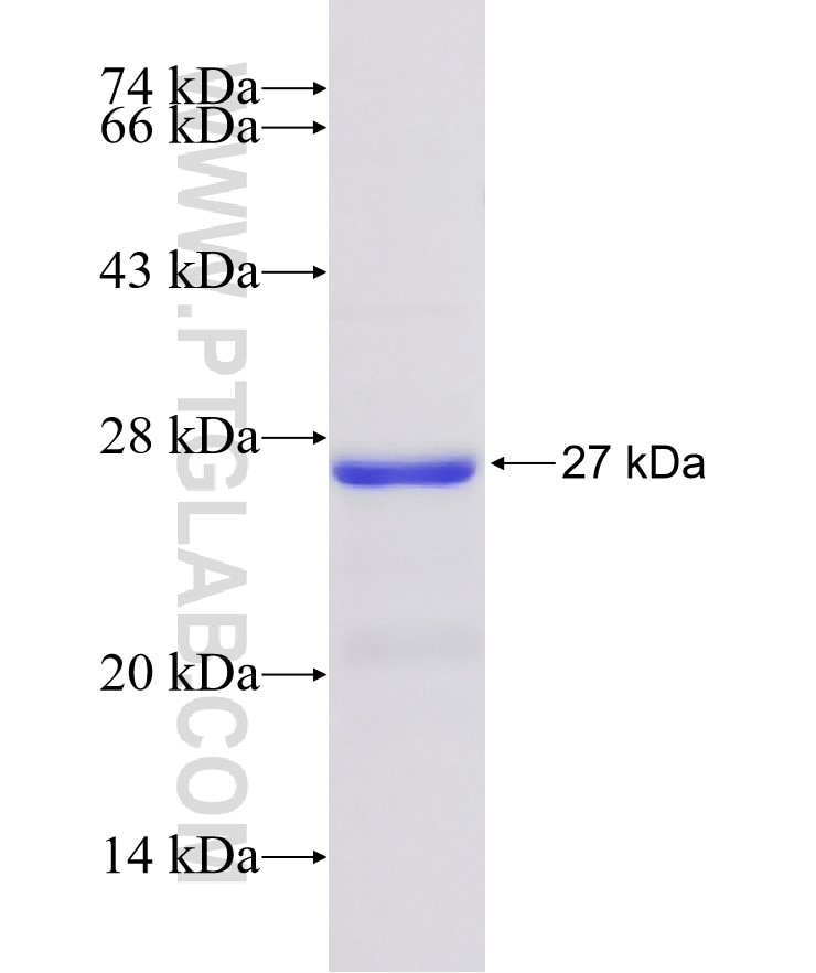 EPO fusion protein Ag23054 SDS-PAGE