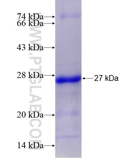 EPO fusion protein Ag28444 SDS-PAGE