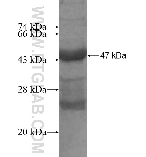 EPO fusion protein Ag12302 SDS-PAGE