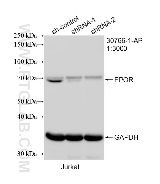 WB result of EPOR antibody (30766-1-AP; 1:3000; incubated at room temperature for 1.5 hours) with sh-Control and sh-EPOR transfected Jurkat cells. This data was developed using the same antibody clone with 30766-1-PBS in a different storage buffer formulation. Western Blot (WB) analysis of Jurkat cells using EPOR Polyclonal antibody (30766-1-AP)