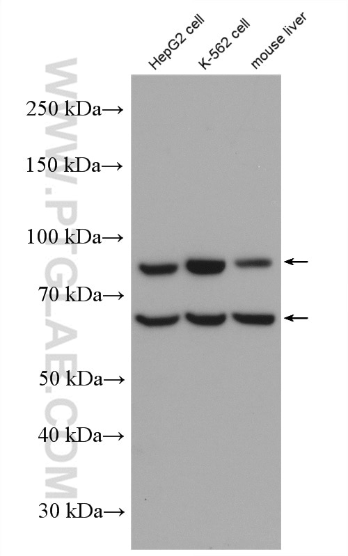 Western Blot (WB) analysis of HepG2 cells using EPOR Polyclonal antibody (55308-1-AP)