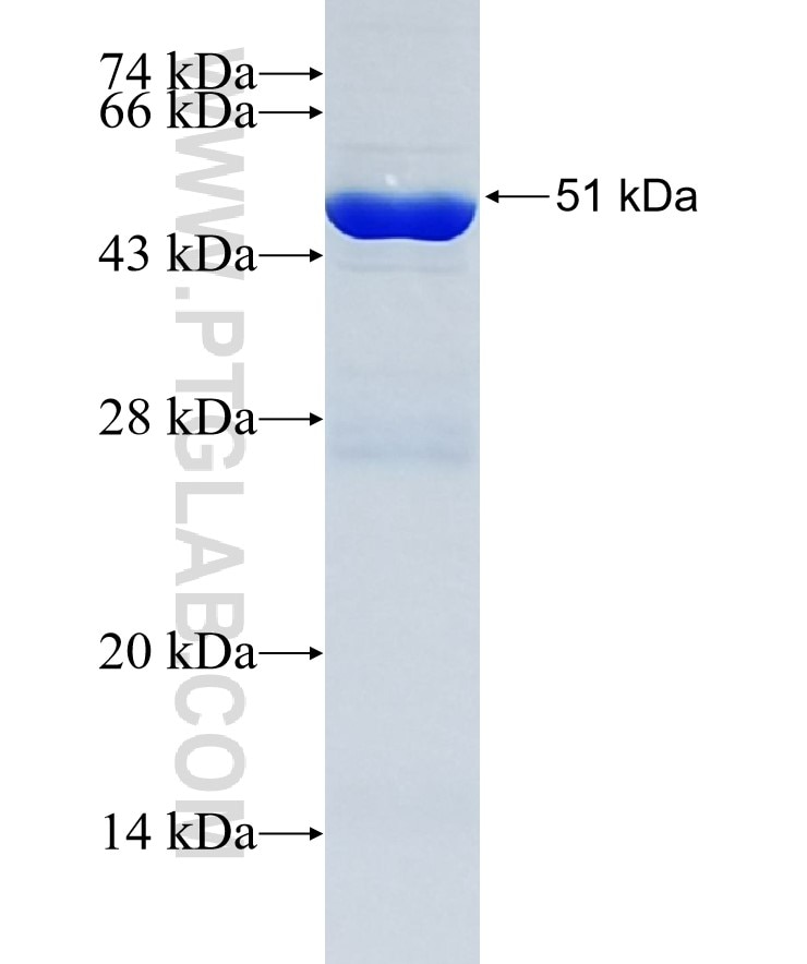 EPOR fusion protein Ag33956 SDS-PAGE