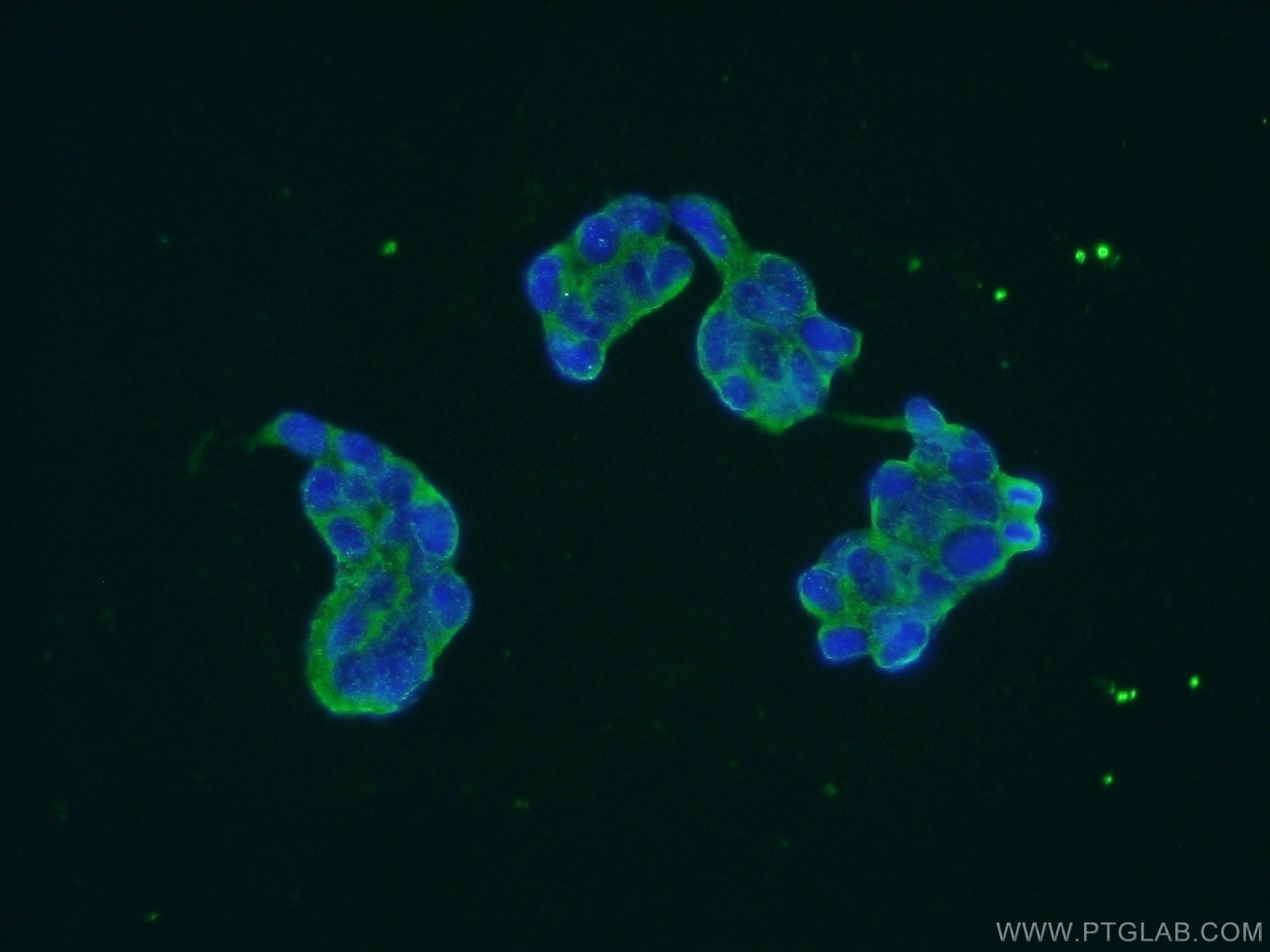 Immunofluorescence (IF) / fluorescent staining of HEK-293 cells using EPRS Polyclonal antibody (25307-1-AP)