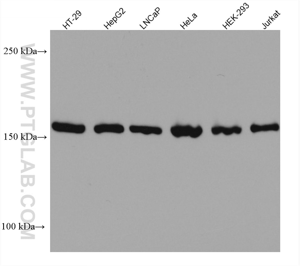 Western Blot (WB) analysis of various lysates using EPRS Monoclonal antibody (67712-1-Ig)