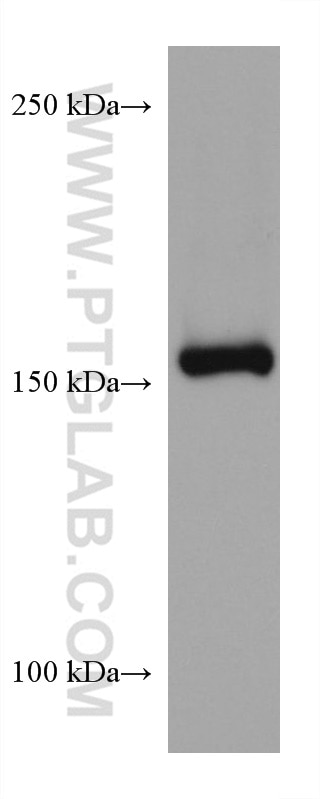 Western Blot (WB) analysis of HSC-T6 cells using EPRS Monoclonal antibody (67712-1-Ig)