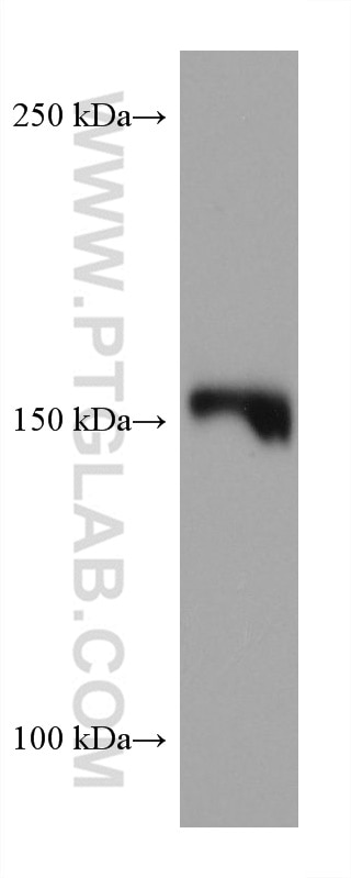 Western Blot (WB) analysis of PC-12 cells using EPRS Monoclonal antibody (67712-1-Ig)