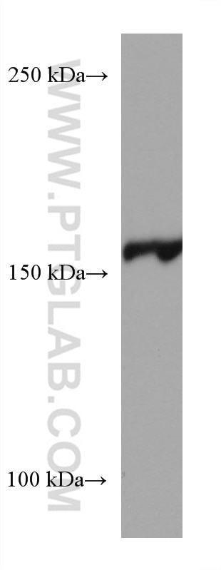 Western Blot (WB) analysis of NIH/3T3 cells using EPRS Monoclonal antibody (67712-1-Ig)