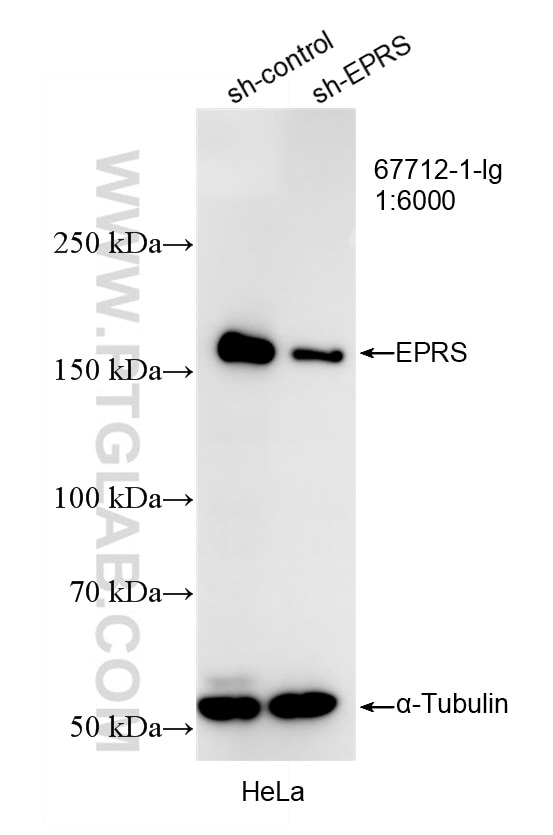 WB result of EPRS antibody (67712-1-Ig; 1:6000; incubated at room temperature for 1.5 hours) with sh-Control and sh-EPRS transfected HeLa cells. Western Blot (WB) analysis of HeLa cells using EPRS Monoclonal antibody (67712-1-Ig)
