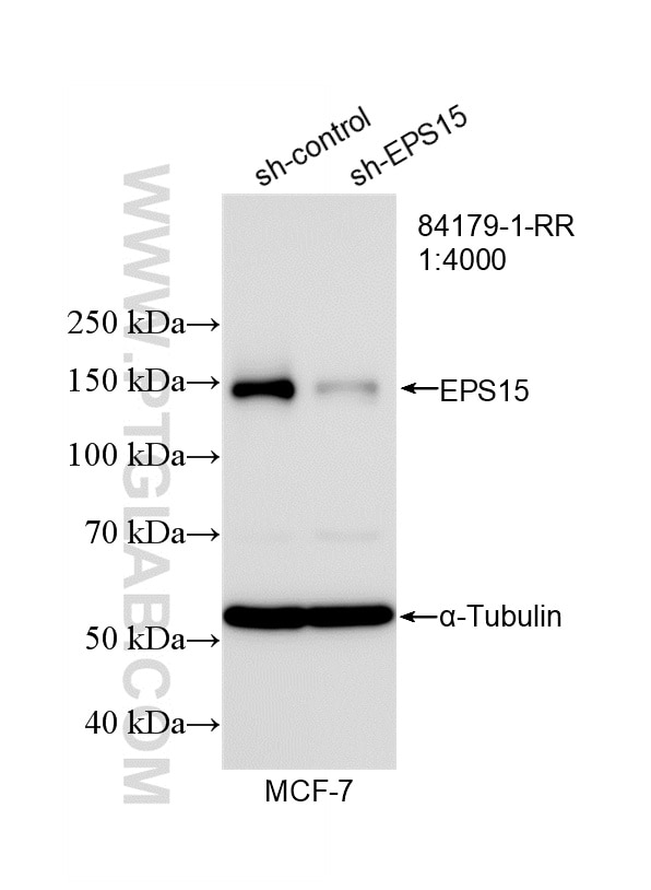 WB result of EPS15 antibody (84179-1-RR; 1:4000; incubated at room temperature for 1.5 hours) with sh-Control and sh-EPS15 transfected MCF-7 cells. This data was developed using the same antibody clone with 84179-1-PBS in a different storage buffer formulation. Western Blot (WB) analysis of MCF-7 cells using EPS15 Recombinant antibody (84179-1-RR)