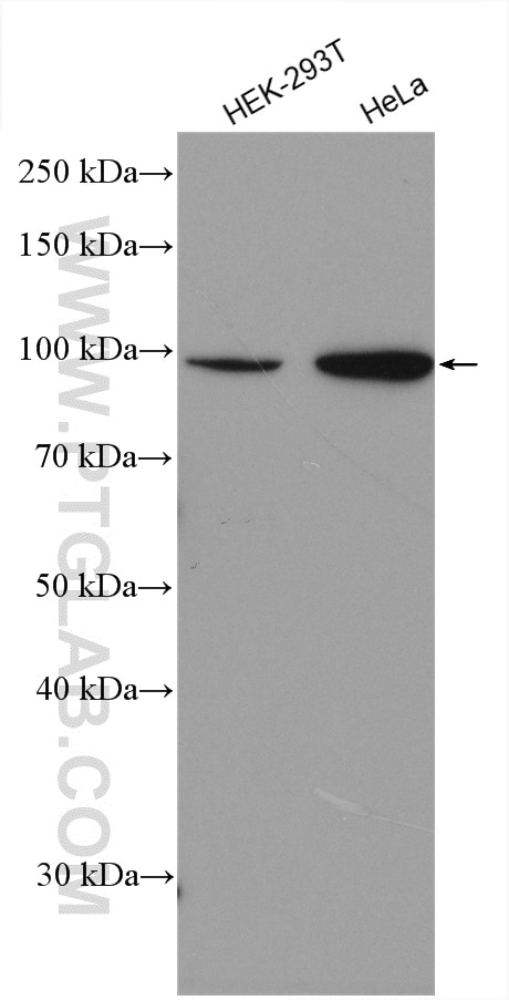 Western Blot (WB) analysis of various lysates using EPS8 Polyclonal antibody (12455-1-AP)