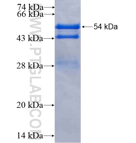 EPS8 fusion protein Ag3121 SDS-PAGE