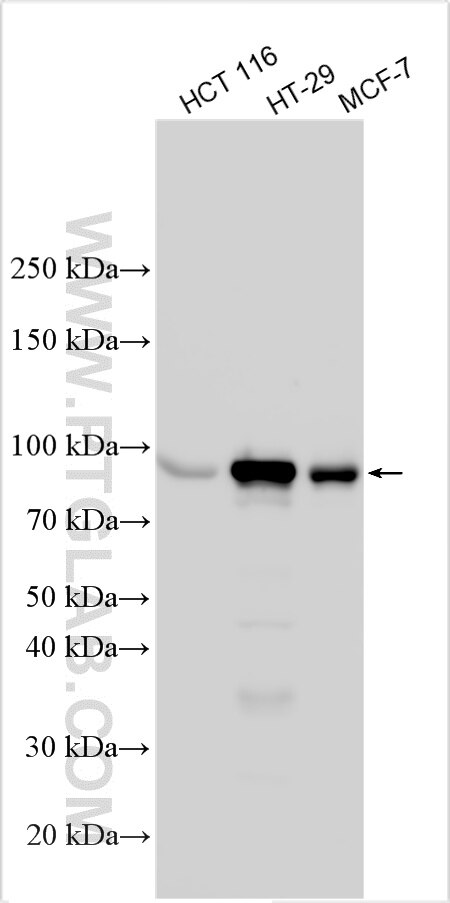 WB analysis using 33149-1-AP Western Blot (WB) analysis of various lysates using EPS8L1 Polyclonal antibody (33149-1-AP)
