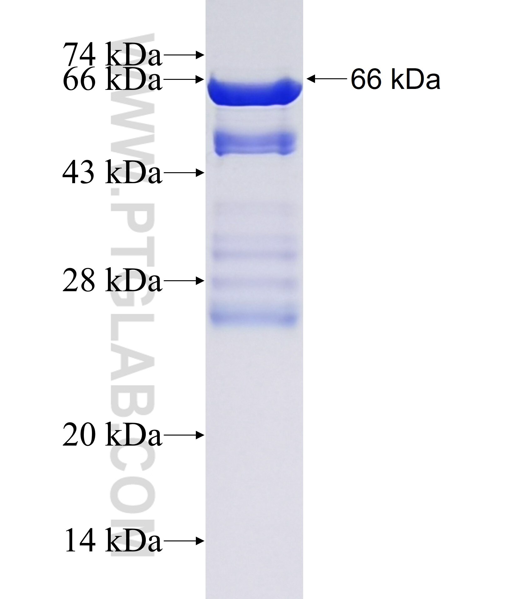 EPS8L1 fusion protein Ag38144 SDS-PAGE EPS8L1 fusion protein Ag38144 SDS-PAGE