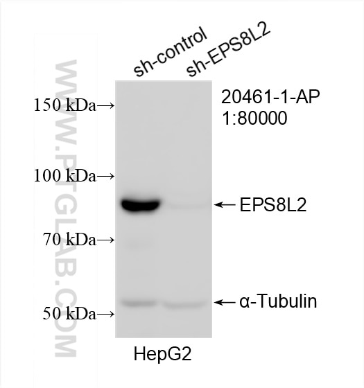 Western Blot (WB) analysis of HepG2 cells using EPS8L2 Polyclonal antibody (20461-1-AP)