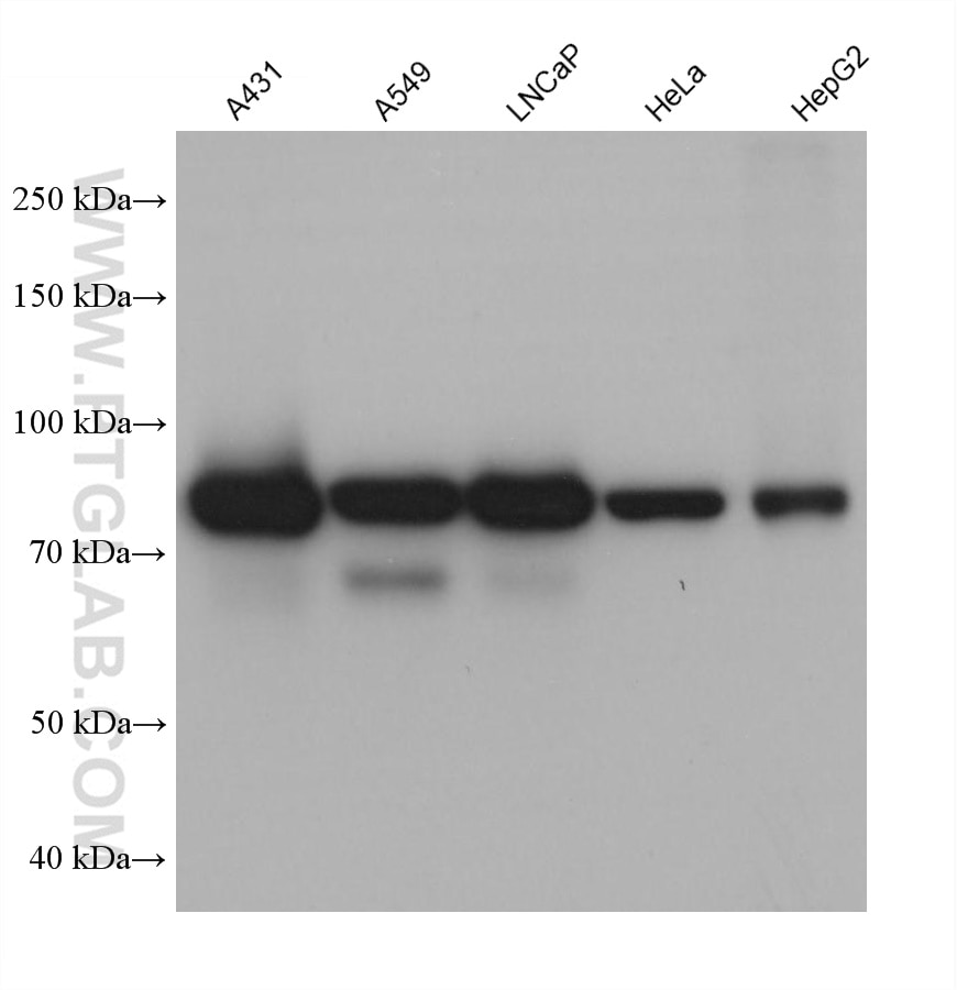 WB analysis of A431 using 68330-1-Ig