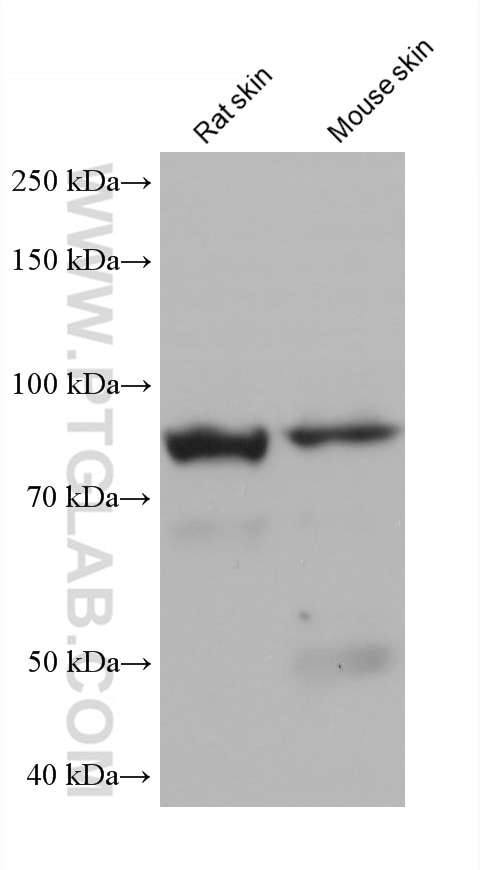 Western Blot (WB) analysis of rat skin tissue using EPS8L2 Monoclonal antibody (68330-1-Ig)