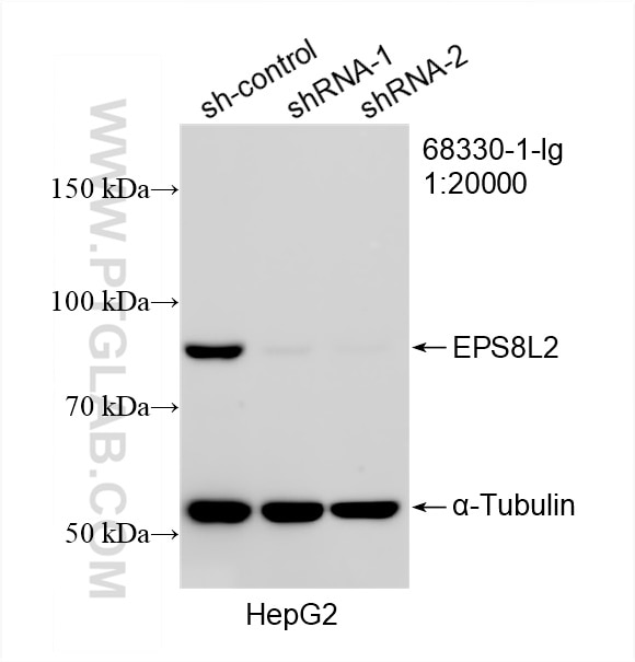 Western Blot (WB) analysis of HepG2 cells using EPS8L2 Monoclonal antibody (68330-1-Ig)