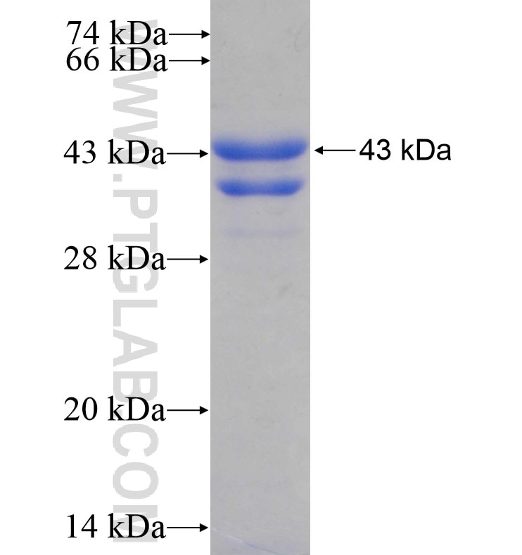 EPS8L2 fusion protein Ag16808 SDS-PAGE