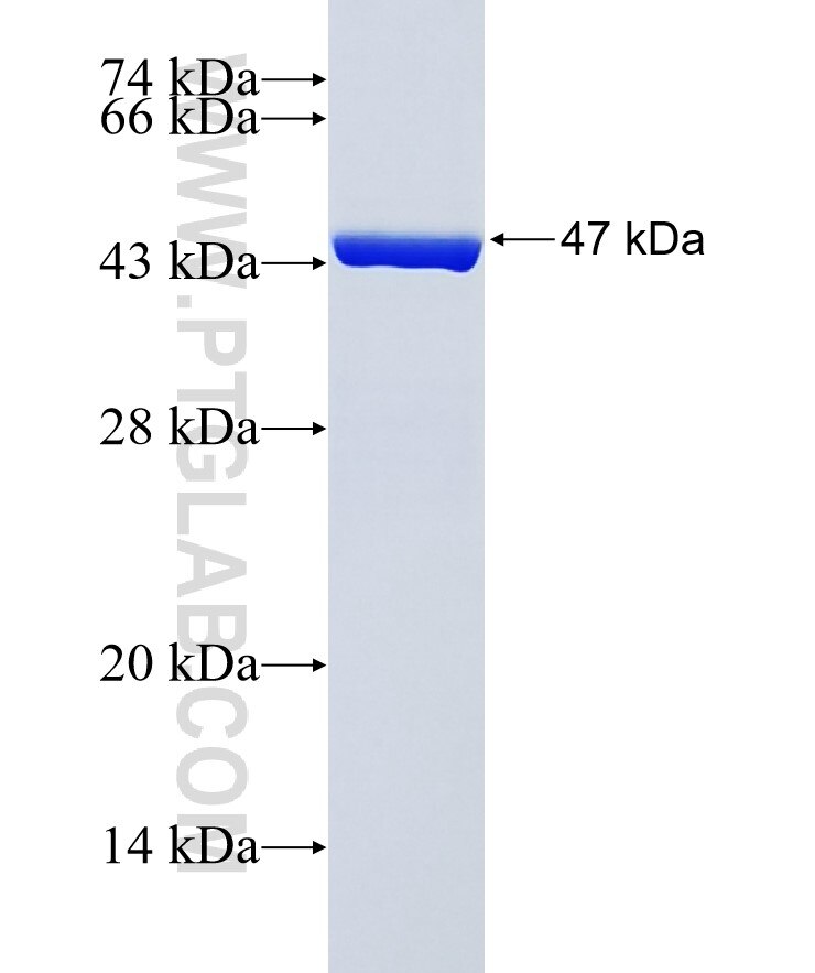 EPS8L3 fusion protein Ag38525 SDS-PAGE