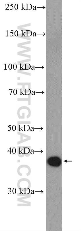 Western Blot (WB) analysis of mouse spleen tissue using EPSTI1 Polyclonal antibody (11627-1-AP)