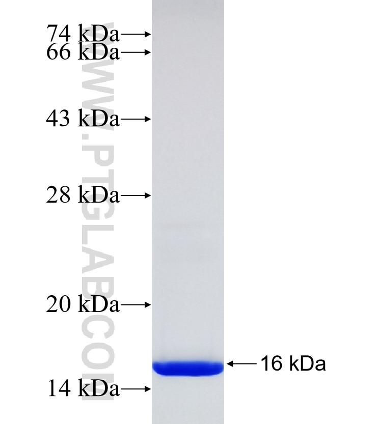 EPX fusion protein Ag30561 SDS-PAGE