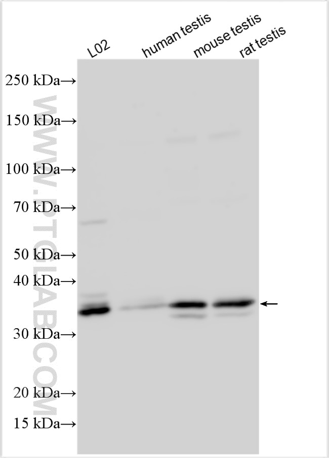 Western Blot (WB) analysis of L02 cells using EPYC Polyclonal antibody (16626-1-AP)