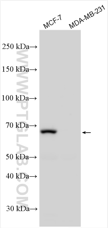 Western Blot (WB) analysis of various lysates using ER Polyclonal antibody (20698-1-AP)