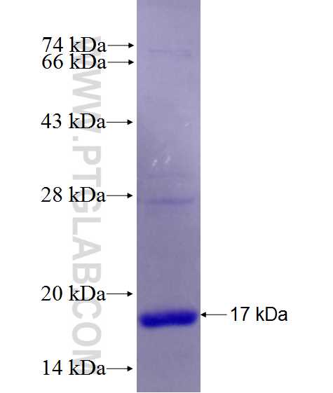 ER fusion protein Ag28104 SDS-PAGE