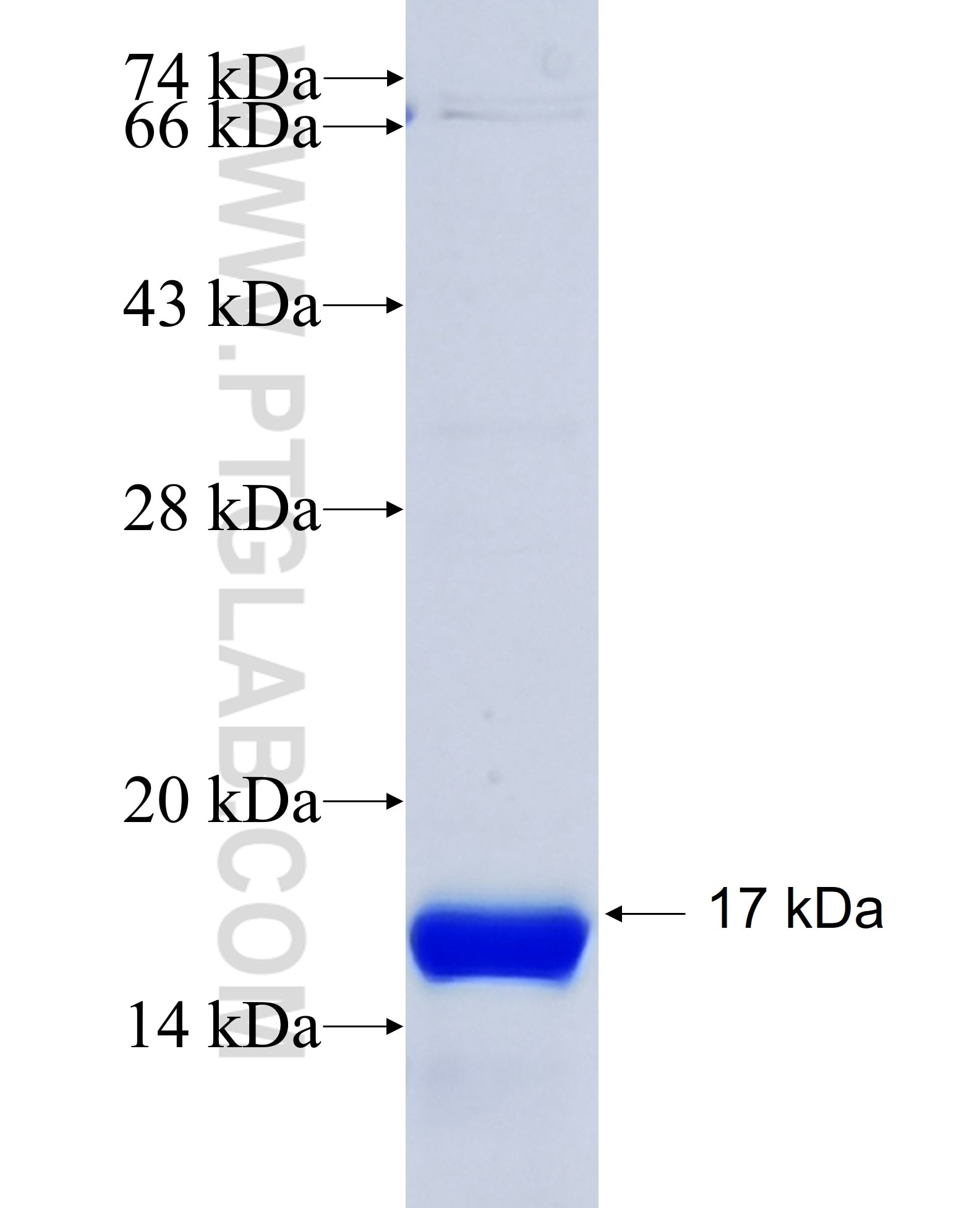 ER fusion protein Ag28104 SDS-PAGE