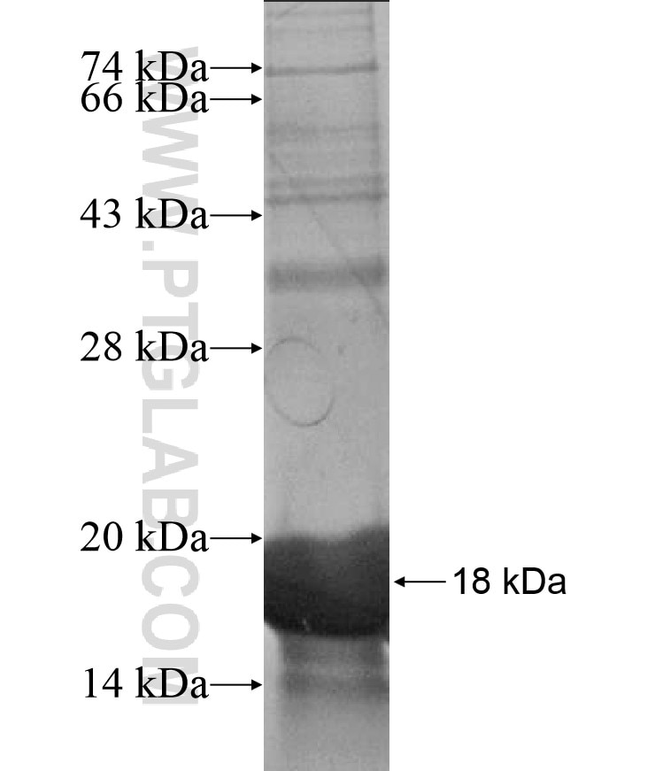 ER81 fusion protein Ag17022 SDS-PAGE