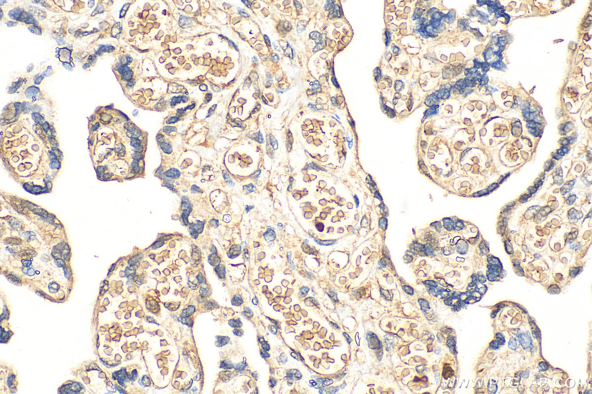 Immunohistochemistry (IHC) staining of human placenta tissue using AHSP Polyclonal antibody (13643-1-AP)
