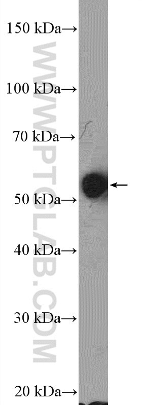 Western Blot (WB) analysis of K-562 cells using ERAL1 Polyclonal antibody (11478-1-AP)