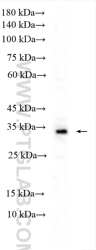 Western Blot (WB) analysis of K-562 cells using ERAL1 Polyclonal antibody (29465-1-AP)